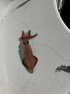 ケンサキイカの釣果