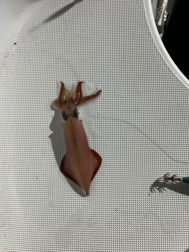 ケンサキイカの釣果