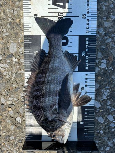 クロダイの釣果