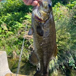 スモールマウスバス