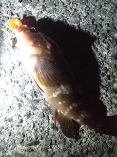 アコウの釣果