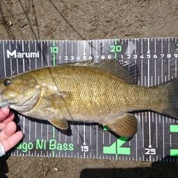 スモールマウスバス