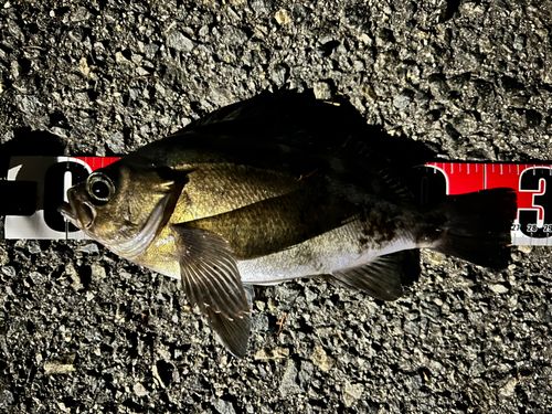メバルの釣果