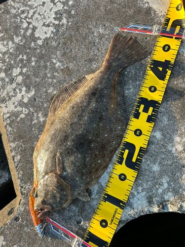 ヒラメの釣果
