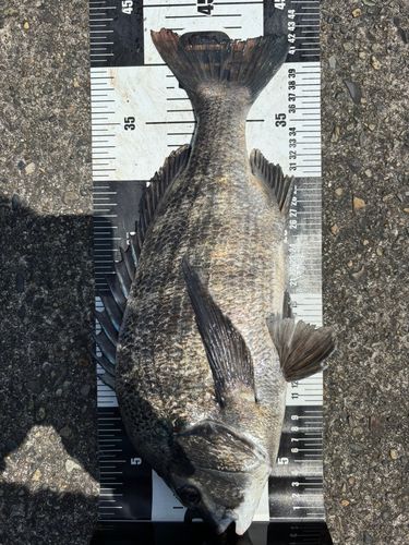 クロダイの釣果