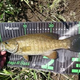 スモールマウスバス