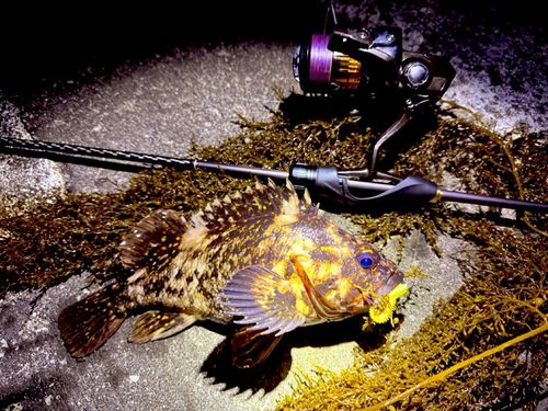 オウゴンムラソイの釣果