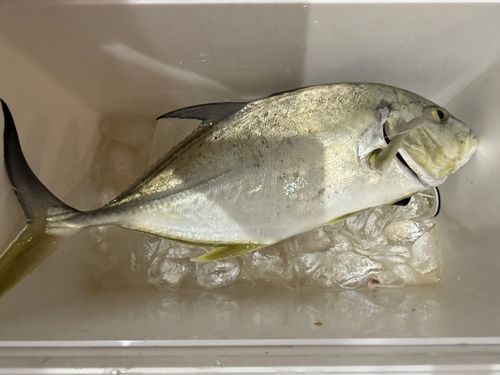 オニヒラアジの釣果