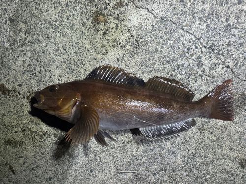 アイナメの釣果