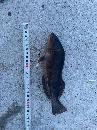 アイナメの釣果