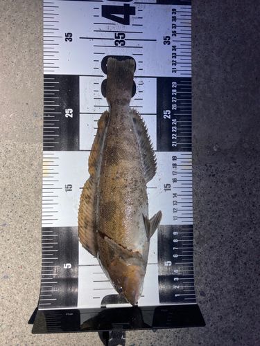 アイナメの釣果