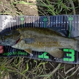 スモールマウスバス