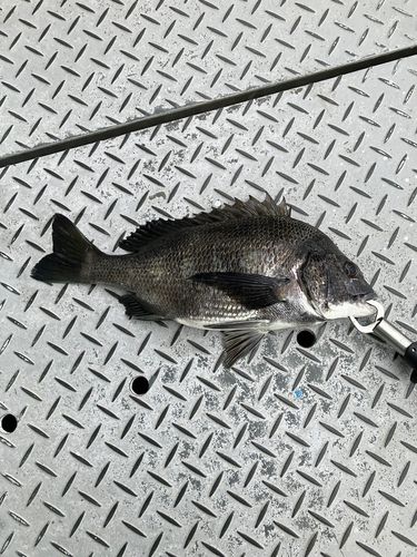 クロダイの釣果