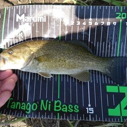 スモールマウスバス