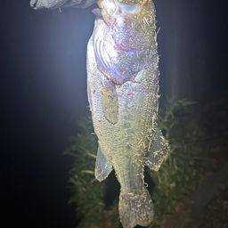ラージマウスバス