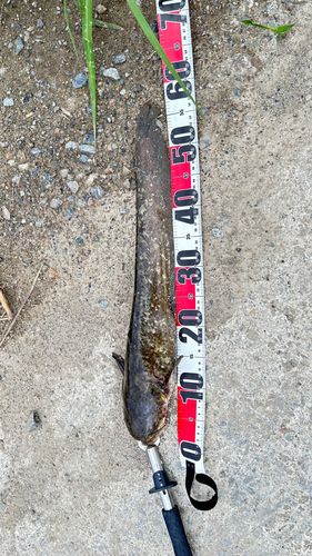 ナマズの釣果