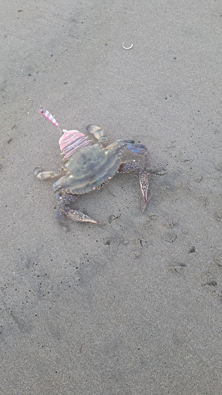 タイワンガザミ