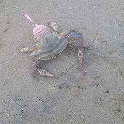 タイワンガザミ