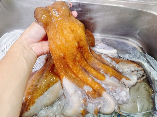タコの釣果