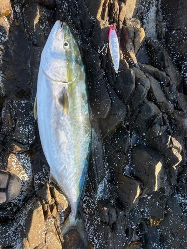 ブリの釣果