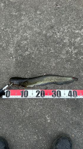 ナマズの釣果