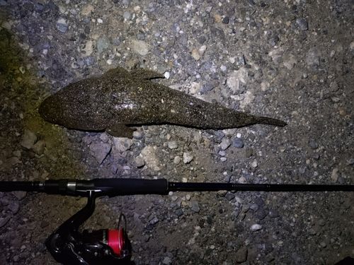 マゴチの釣果