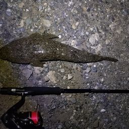 マゴチ