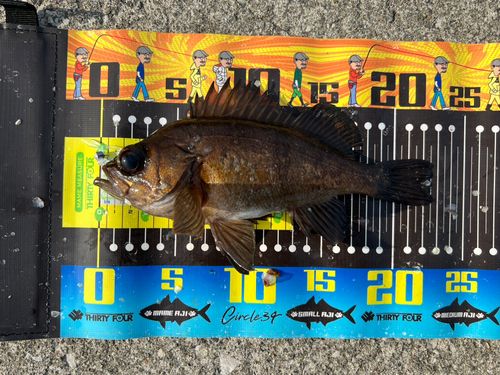 アカメバルの釣果