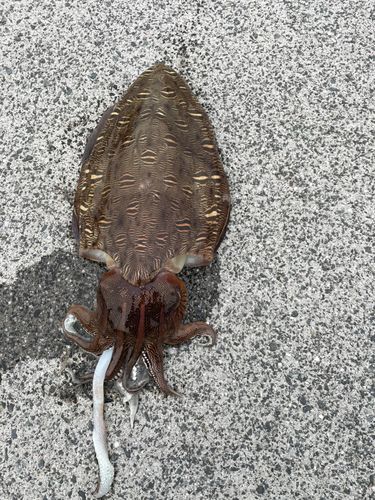 コウイカの釣果