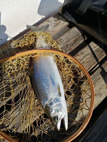 サクラマスの釣果