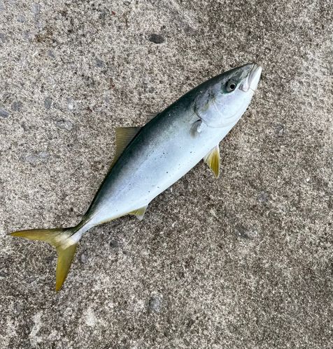 ヤズの釣果