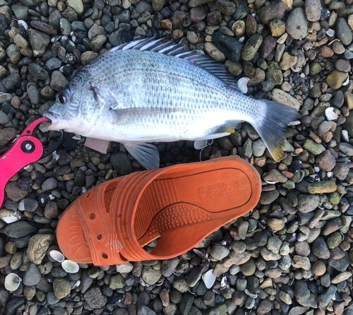 キビレの釣果