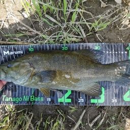 スモールマウスバス