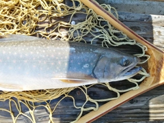 ミヤベイワナの釣果