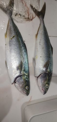 フクラギの釣果