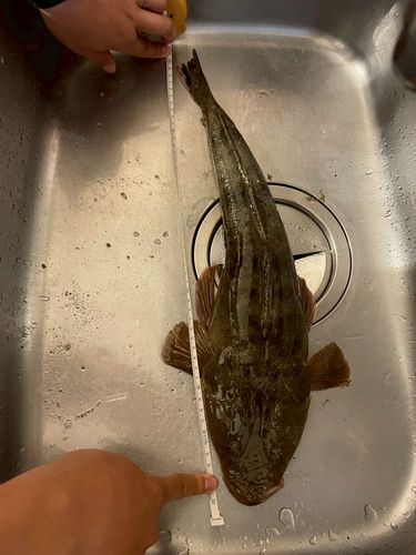 マゴチの釣果
