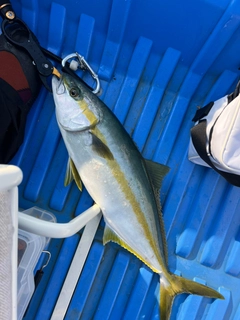 ヒラマサの釣果