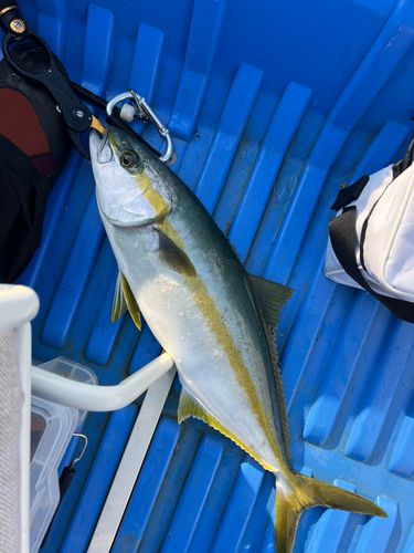 ヒラマサの釣果
