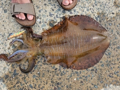 アオリイカの釣果