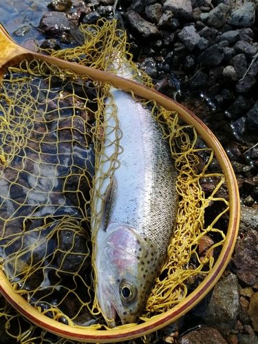 ニジマスの釣果
