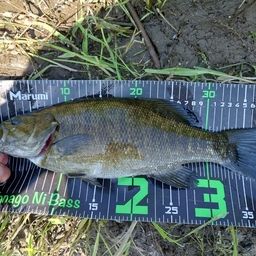 スモールマウスバス