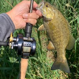 スモールマウスバス