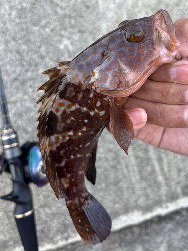 キジハタの釣果