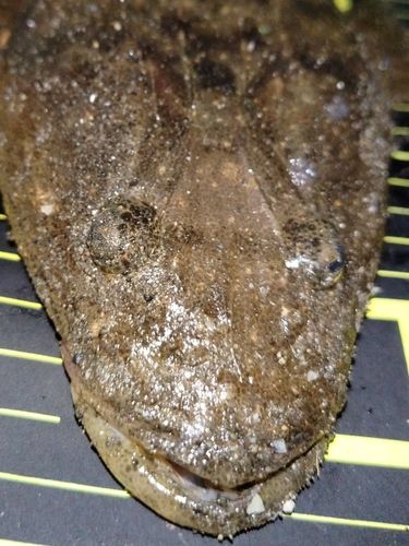 マゴチの釣果