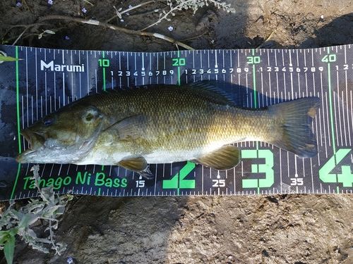 スモールマウスバスの釣果