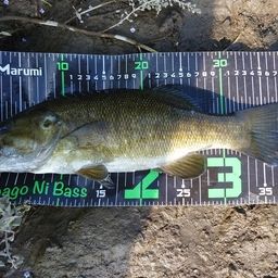 スモールマウスバス