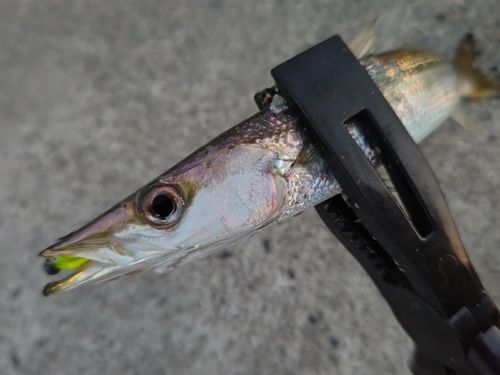カマスの釣果
