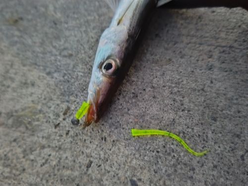 カマスの釣果