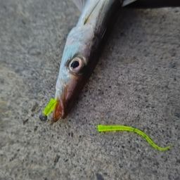 カマス