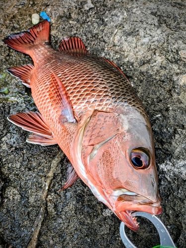 マングローブジャックの釣果